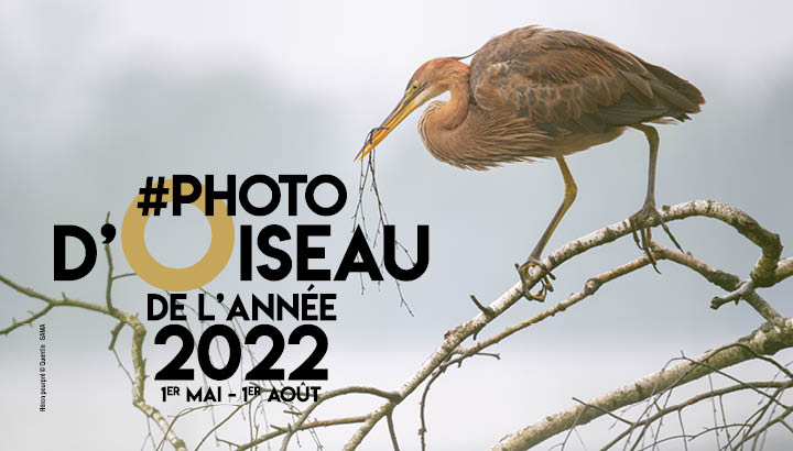 Photo d'Oiseau de l'Année 2022